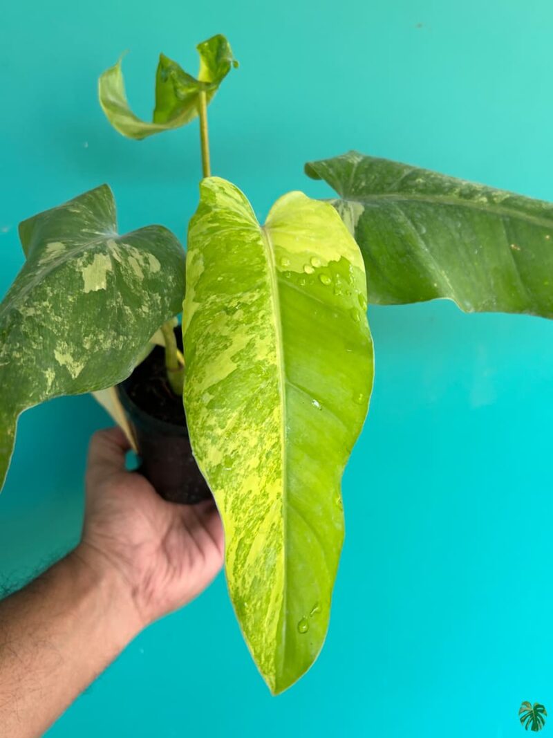 Philodendron Domesticum Variegated 3X4 Product Peppyflora 01 A Moz
