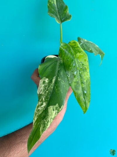 Philodendron-Domesticum-Variegated-3x4-Product-Peppyflora-01-b-Moz