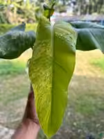 Philodendron-Domesticum-Variegated-3x4-Product-Peppyflora-01-c-Moz