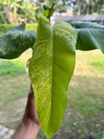 Philodendron-Domesticum-Variegated-3x4-Product-Peppyflora-01-c-Moz
