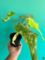 Philodendron-Domesticum-Variegated-3x4-Product-Peppyflora-01-d-Moz