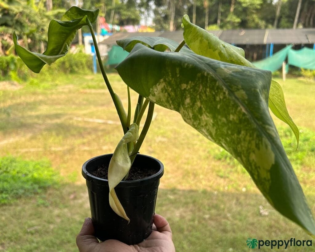 Philodendron Domesticum Variegated Product Peppyflora 02 Moz