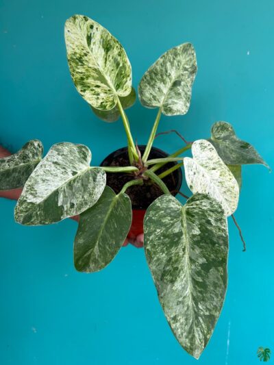 Philodendron Giganteum Blizzard 3X4 Product Peppyflora 01 A Moz