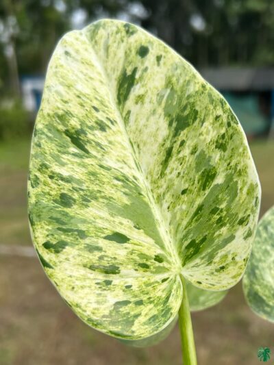 Philodendron Giganteum Blizzard 3X4 Product Peppyflora 01 B Moz