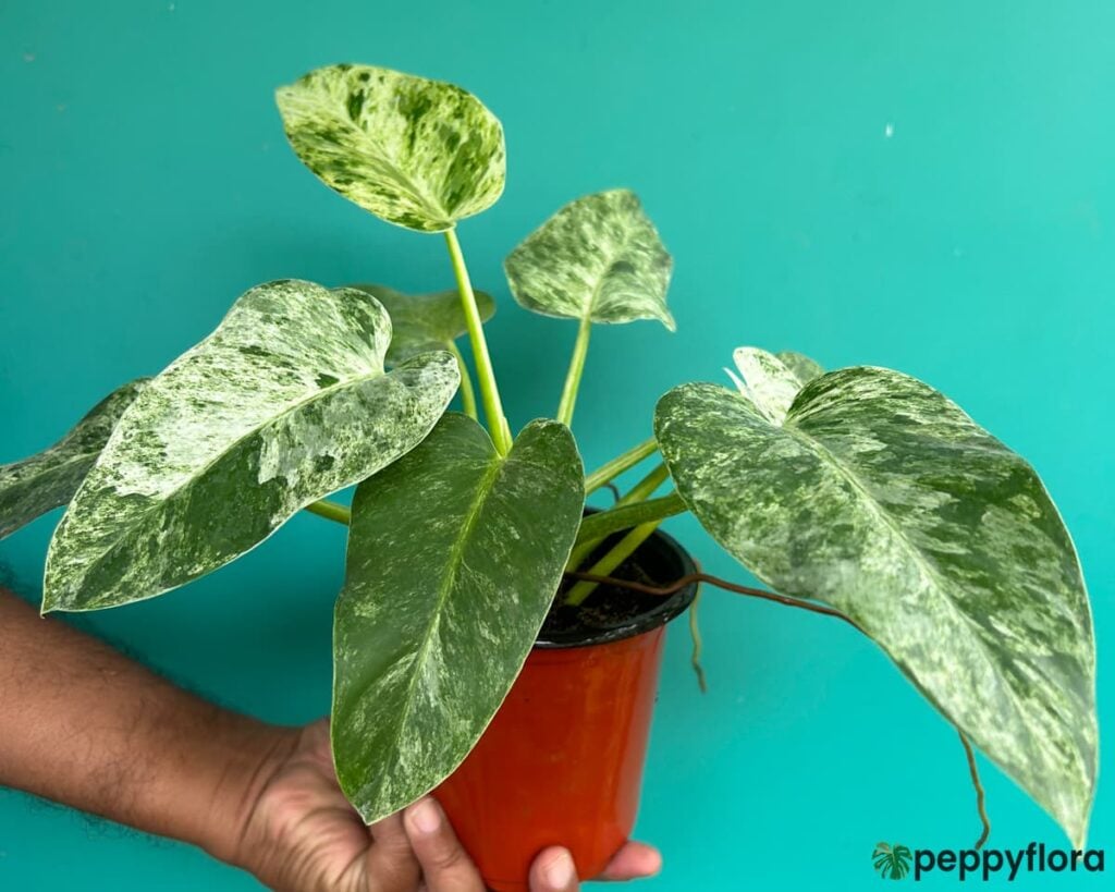 Philodendron Giganteum Blizzard Product Peppyflora 02 A Moz