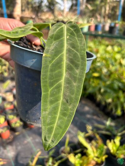Queen Anthurium Warocqueanum 3X4 Product Peppyflora 01 A A Moz