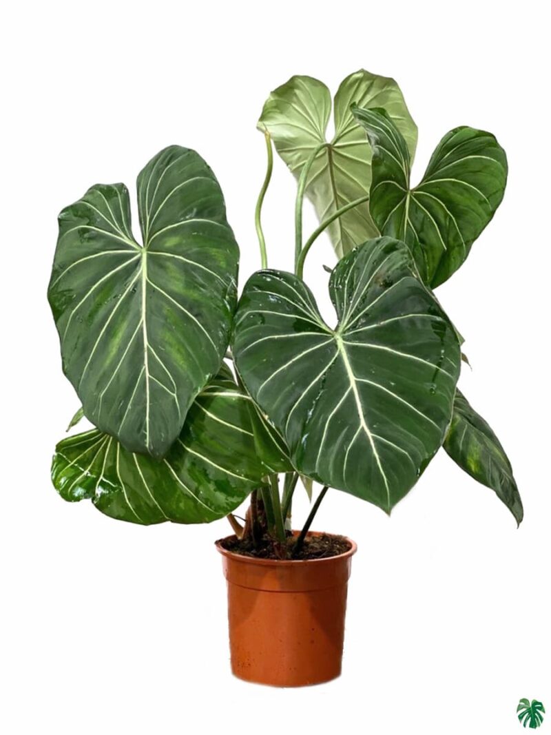 Philodendron Gloriosum 3X4 Product Peppyflora 01 A Moz
