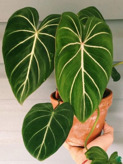 Philodendron-Gloriosum-3x4-Product-Peppyflora-01-b-Moz