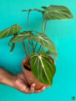 Philodendron-Gloriosum-3x4-Product-Peppyflora-01-d-Moz