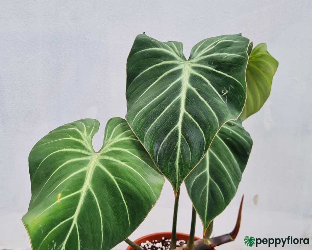 Philodendron Gloriosum Product Peppyflora 02 Moz