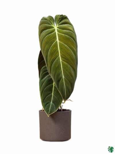 Philodendron Melanochrysum 3X4 Product Peppyflora 01 A Moz
