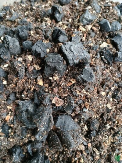 Peppyflora Soil Mixture For Adenium 3X4 Product Peppyflora 01 B Moz