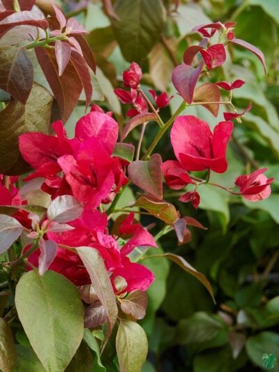 Bougainvillea Burgundy Queen 3X4 Product Peppyflora 01 A Moz