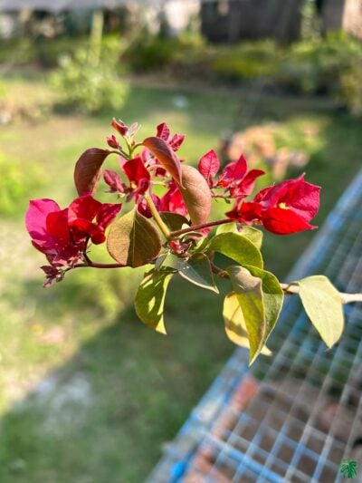 Bougainvillea-Burgundy-Queen-3x4-Product-Peppyflora-01-b-Moz