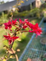 Red-Butterfly-Bougainvillea-3x4-Product-Peppyflora-01-c-Moz