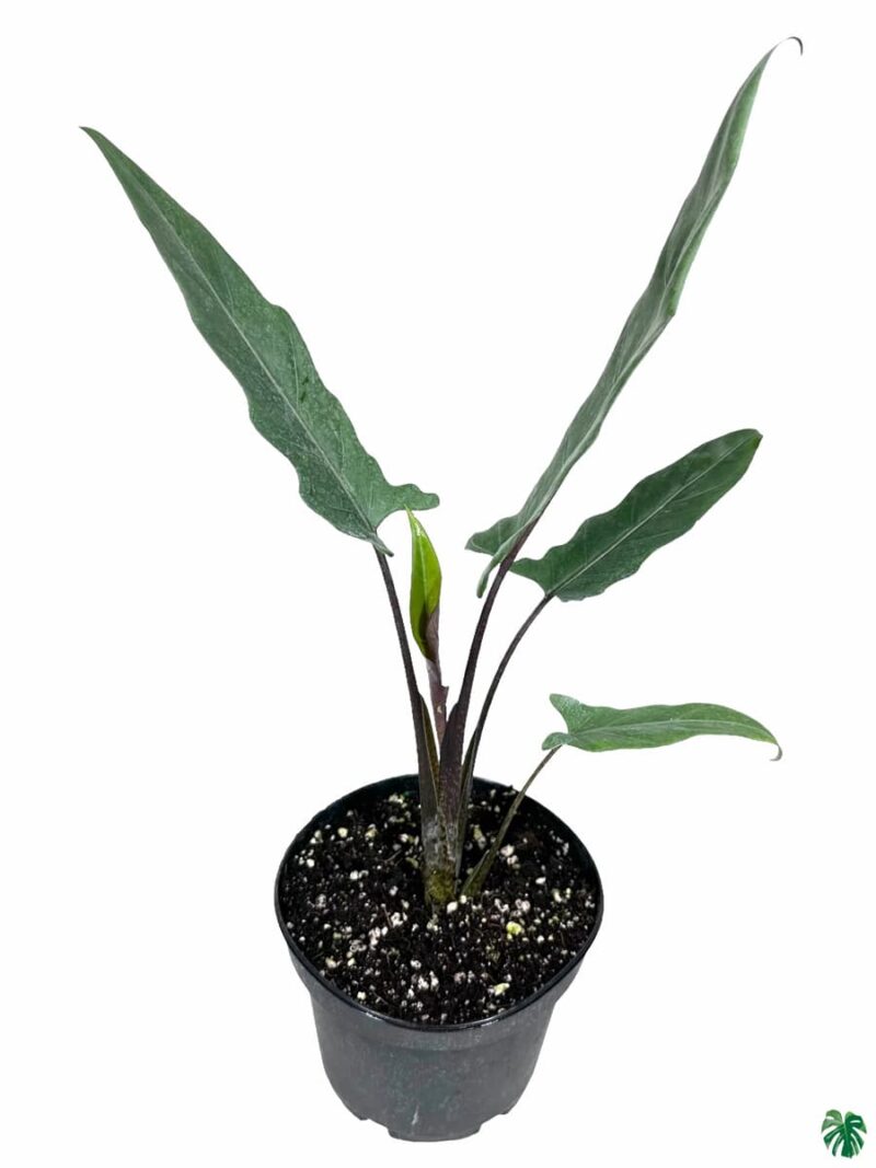 Alocasia-Lauterbachiana-Purple-Sword-3x4-Product-Peppyflora-01-b-Moz