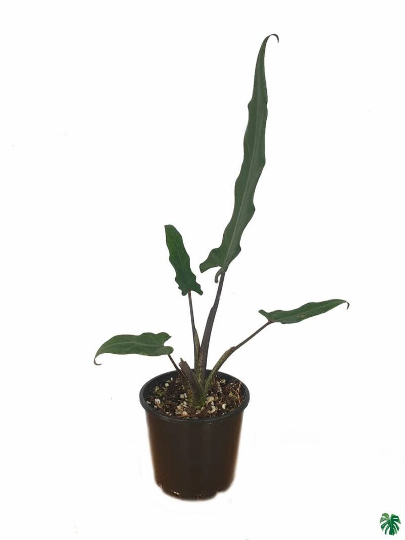 Alocasia-Lauterbachiana-Purple-Sword-3x4-Product-Peppyflora-01-c-Moz