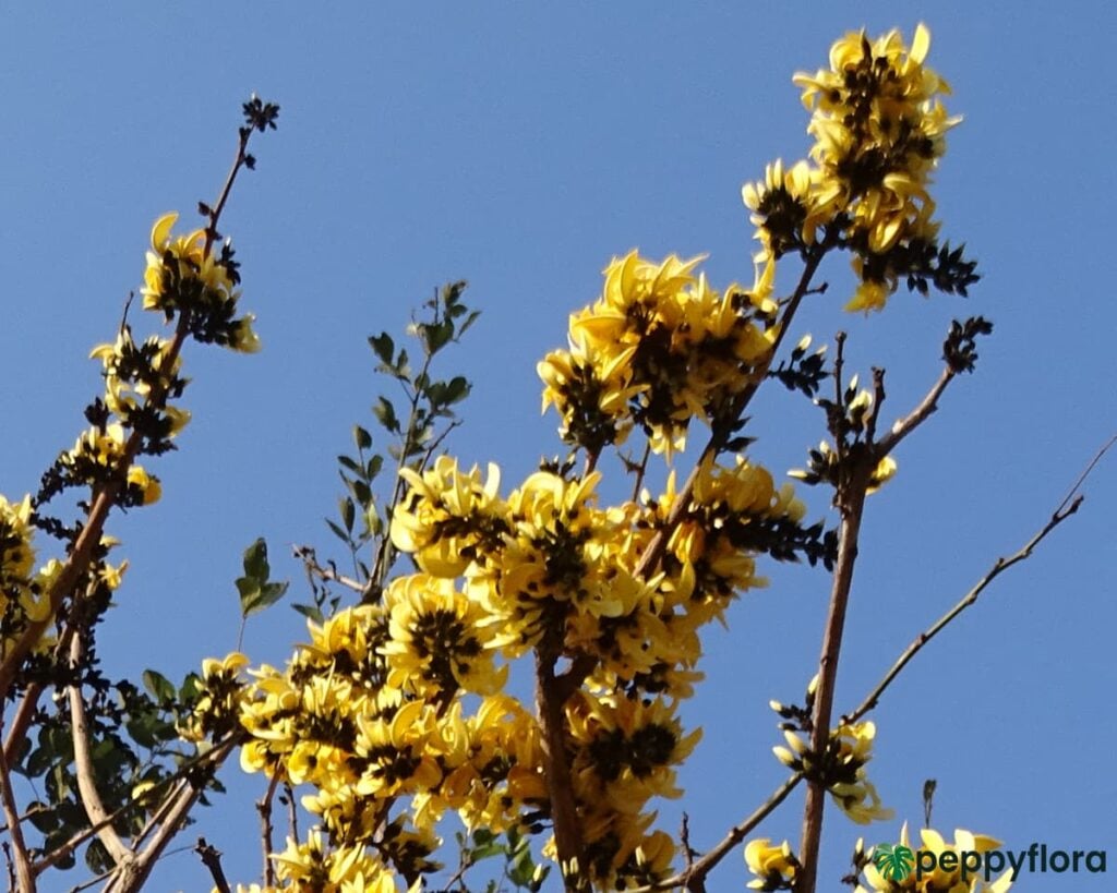 Grafted Yellow Palash Tree Product Peppyflora 02 Moz