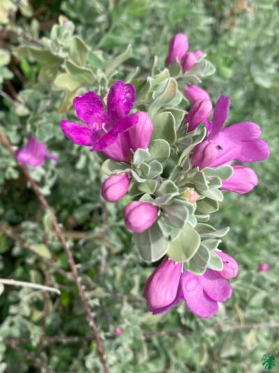 Leucophyllum-Frutescens-Texas-Sage-Plant-3x4-Product-Peppyflora-01-a-Moz