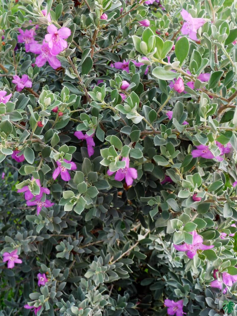 Leucophyllum-Frutescens-Texas-Sage-Plant-3x4-Product-Peppyflora-01-b-Moz