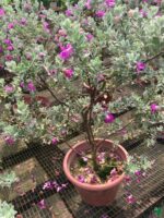 Leucophyllum-Frutescens-Texas-Sage-Plant-3x4-Product-Peppyflora-01-c-Moz