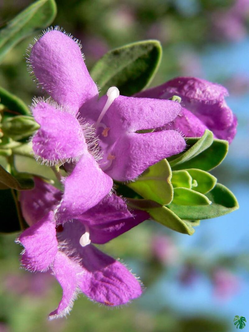 Leucophyllum-Frutescens-Texas-Sage-Plant-3x4-Product-Peppyflora-01-d-Moz