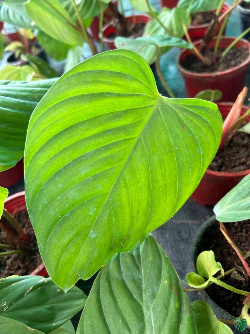 Philodendron Nangaritense 3X4 Product Peppyflora 01 A Moz