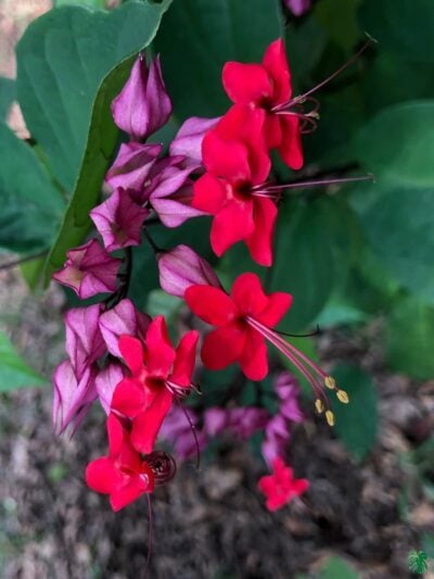 Red-Bleeding-Heart-Vine-3x4-Product-Peppyflora-01-a-Moz