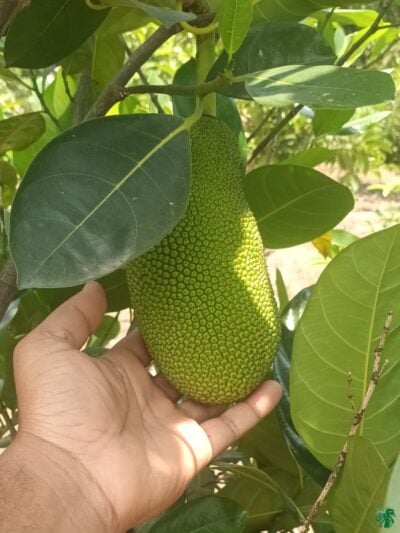 All Season Jackfruit Plant All Time Jackfruit Plant 3X4 Product Peppyflora 01 A Moz
