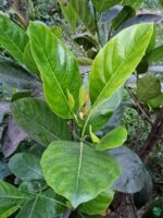 All-Season-Jackfruit-Plant-All-Time-Jackfruit-Plant-3x4-Product-Peppyflora-01-c-Moz