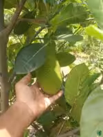 All Season Jackfruit Plant - Fanas Tree