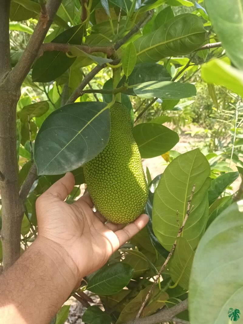 All-Season-Jackfruit-Plant-All-Time-Jackfruit-Plant-3x4-Product-Peppyflora-01-d-Moz