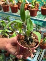 Dendrobium-Boonchoo-Gold-x-Burana-Green-Star-3x4-Product-Peppyflora-01-a-Moz
