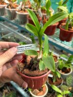 Dendrobium-Boonchoo-Gold-x-Burana-Green-Star-3x4-Product-Peppyflora-01-b-Moz