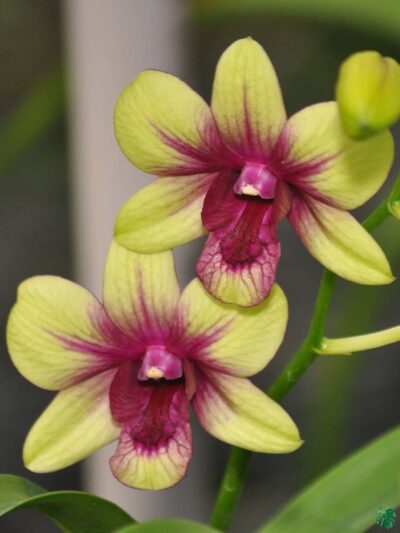 Dendrobium-Boonchoo-Gold-x-Burana-Green-Star-3x4-Product-Peppyflora-01-c-Moz