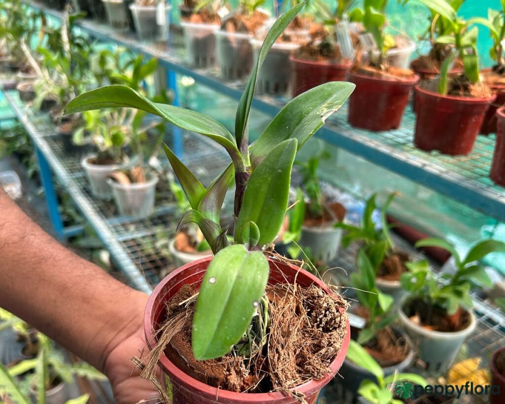Dendrobium Boonchoo Gold X Burana Green Star Product Peppyflora 02 Moz