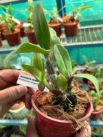 Dendrobium-Mangosteen-3x4-Product-Peppyflora-01-a-Moz