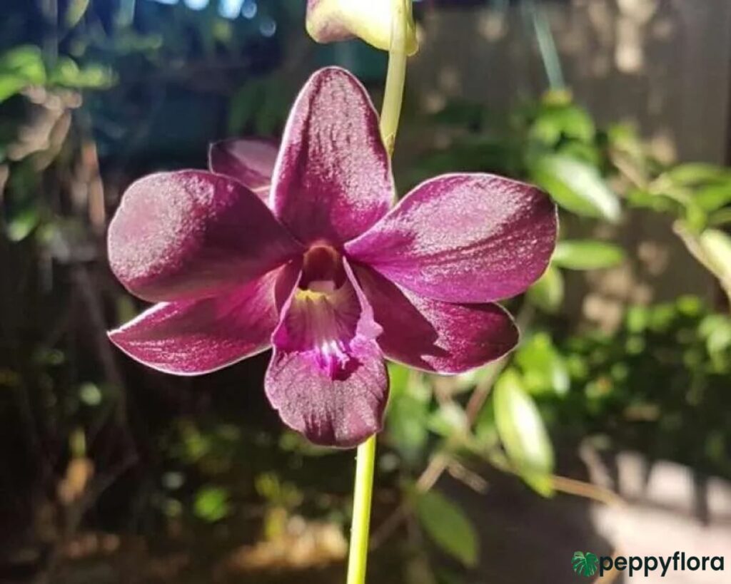 Dendrobium Mangosteen Product Peppyflora 02 Moz