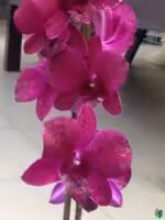 Dendrobium-Panama-Red-3x4-Product-Peppyflora-01-b-Moz