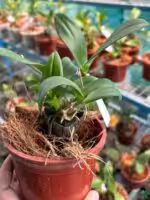 Dendrobium-Peach-var-Kanjan-#28-Hybrid-3x4-Product-Peppyflora-01-c-Moz