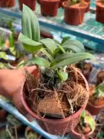 Dendrobium-Peach-var-Kanjan-#28-Hybrid-3x4-Product-Peppyflora-01-d-Moz