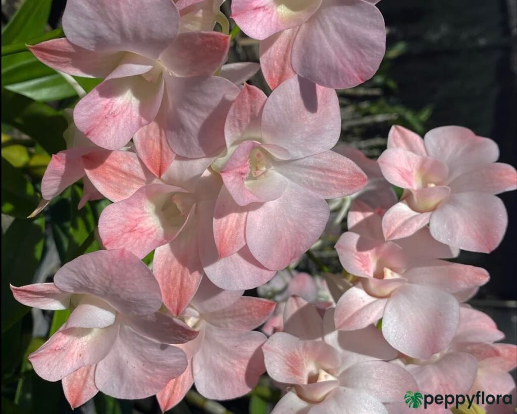 Dendrobium Peach Var Kanjan #28 Hybrid Product Peppyflora 02 Moz