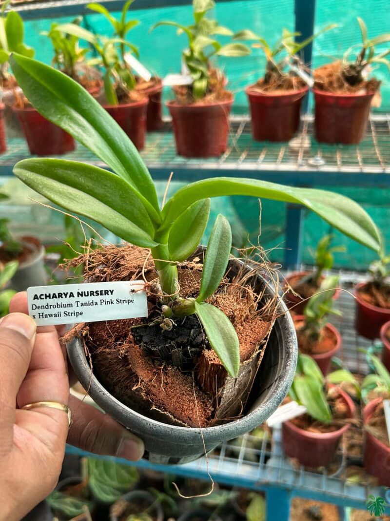 Dendrobium-Tanida-Pink-Stripe-x-Hawaii-Stripe-3x4-Product-Peppyflora-01-b-Moz