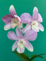 Dendrobium-Tanida-Pink-Stripe-x-Hawaii-Stripe-3x4-Product-Peppyflora-01-d-Moz