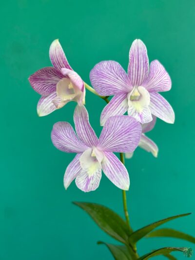 Dendrobium-Tanida-Pink-Stripe-x-Hawaii-Stripe-3x4-Product-Peppyflora-01-e-Moz