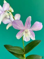 Dendrobium-Tanida-Pink-Stripe-x-Hawaii-Stripe-3x4-Product-Peppyflora-01-f-Moz