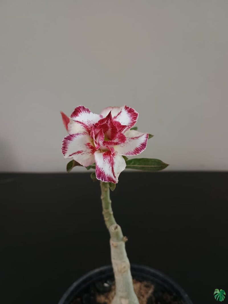 Grafted-Adenium-Bonsai-Double-Petal-Elegant-White-Pink-PFR109-3x4-Product-Peppyflora-01-a-Moz