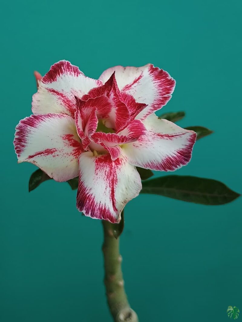 Grafted Adenium Bonsai Double Petal Elegant White Pink Pfr109 3X4 Product Peppyflora 01 B Moz