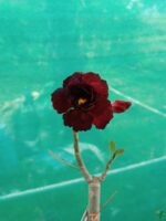 Grafted-Adenium-Bonsai-Triple-Petal-Dark-Red-PFR100-3x4-Product-Peppyflora-01-b-Moz