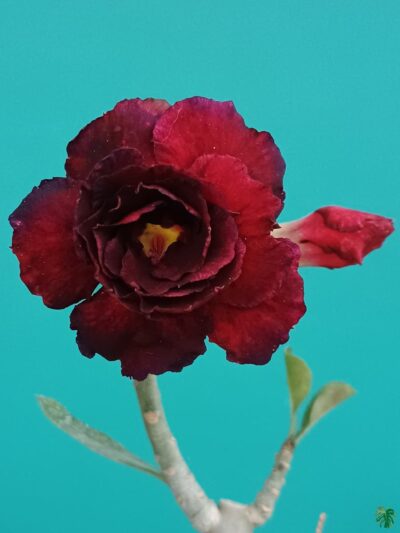 Grafted-Adenium-Bonsai-Triple-Petal-Dark-Red-PFR100-3x4-Product-Peppyflora-01-c-Moz